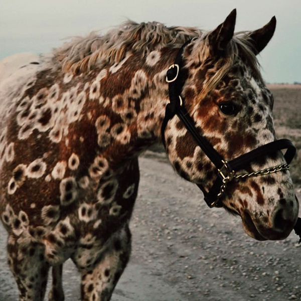 Mееt Tattoo Thе Appaloosa, A Horsе With Lеopard Spots As Cool As Him
